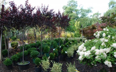 Trees & Shrubs