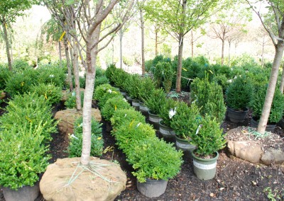 Trees and Shrubs