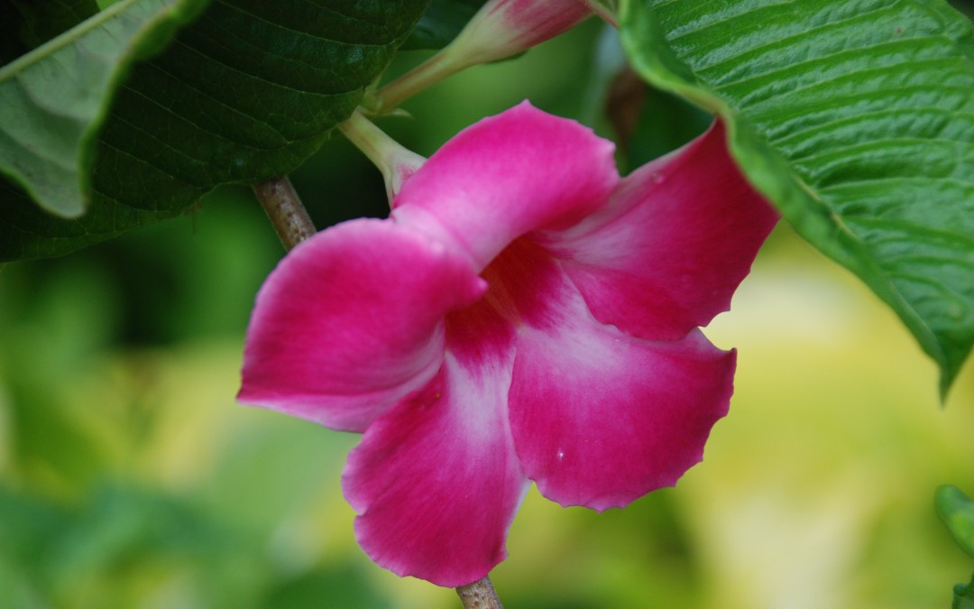 Flowering Vines