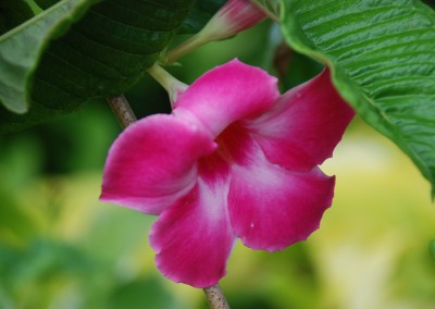 Flowering Vines