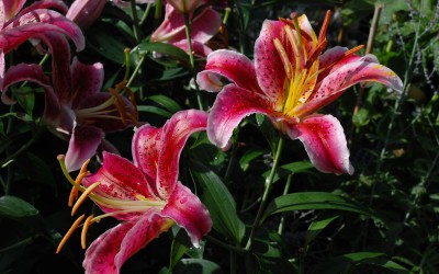 Annuals & Perennials
