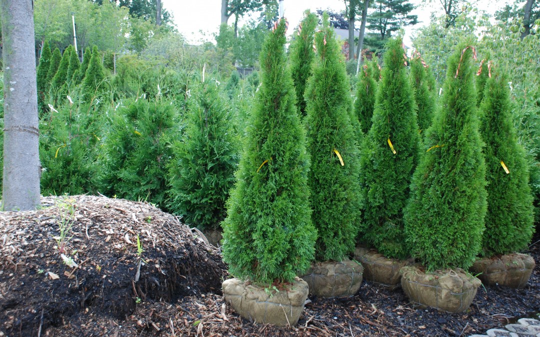 Privacy Hedges