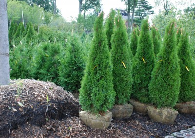 Privacy Hedges
