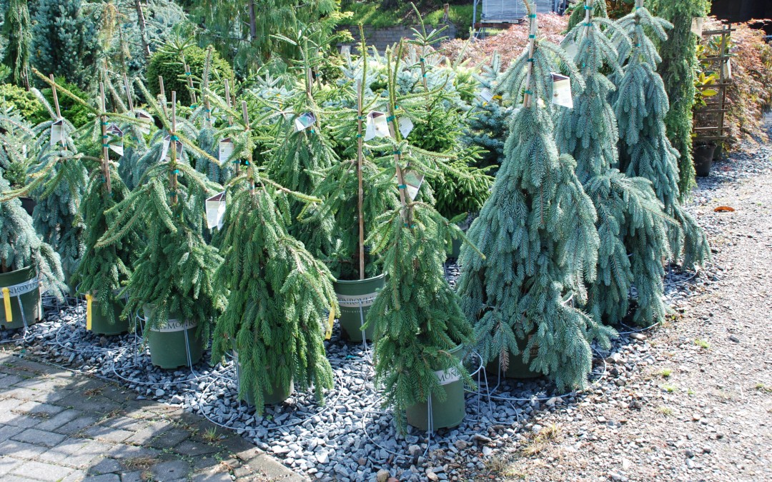 Ornamental and Topiary