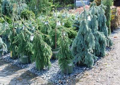 Ornamental and Topiary