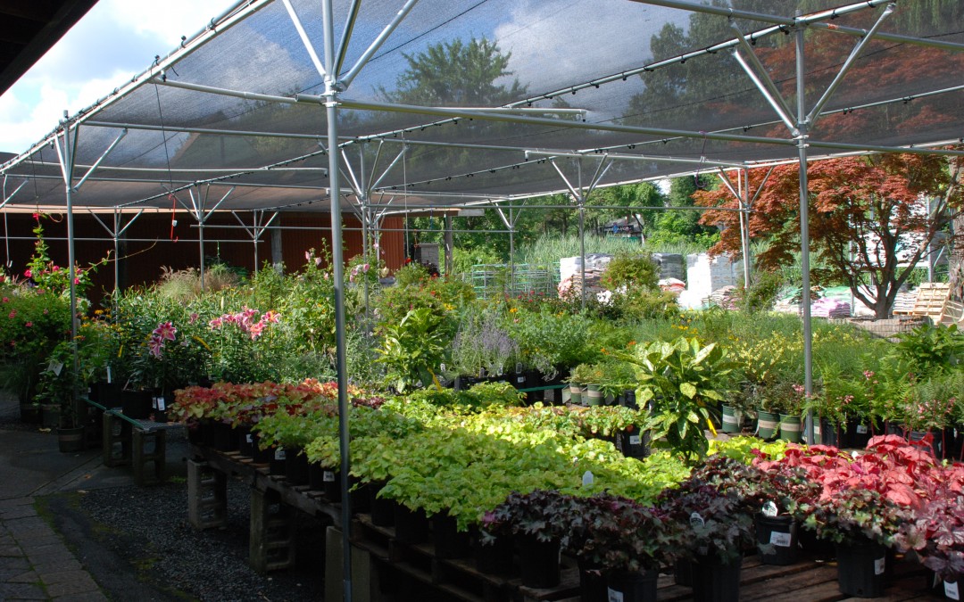 Annuals and Perennials